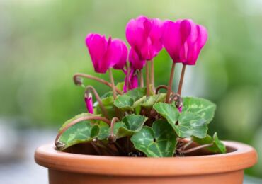 Cyclamen blomma