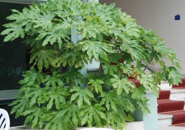 Japanska Fatsia. Vård i hemmet. Plantering och avel