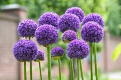 Tumbuhan Allium