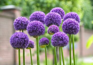 Allium växt