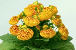 Calceolaria