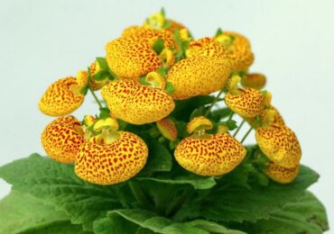 Calceolaria