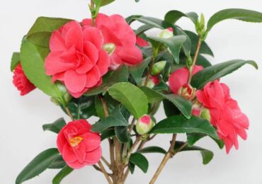 Camellia