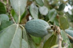 Feijoa. Berkembang di rumah. Kejururawatan dan pembiakan.