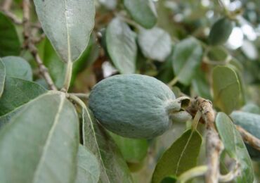 Feijoa. Växer hemma. Omvårdnad och reproduktion.