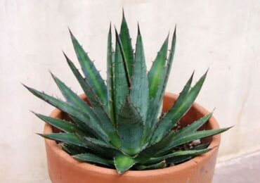 Agave