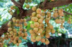 Burmesiska druvor: vintergröna fruktträd och exotisk frukt