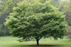 Pokok tanduk. Penerangan, sifat di mana ia tumbuh