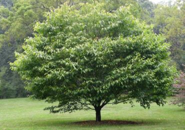 Pokok tanduk. Penerangan, sifat di mana ia tumbuh