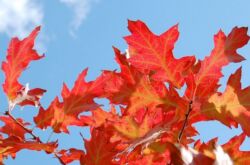 Cara menanam dan menanam oak merah dengan betul di kebun anda sendiri