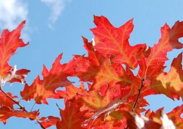 Cara menanam dan menanam oak merah dengan betul di kebun anda sendiri