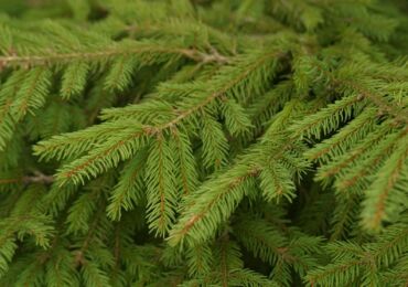 Spruce biasa atau Eropah. Penerangan dan kerucut cemara Eropah