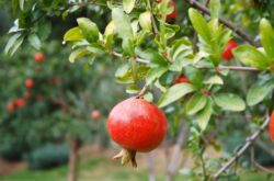 Menanam dan menanam pokok buah delima di kebun