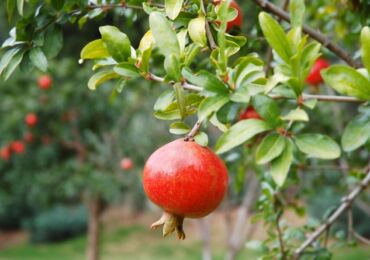 Menanam dan menanam pokok buah delima di kebun