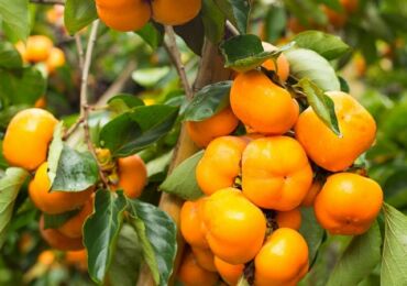 Persimmon. Växer hemma. Omsorg för persimmon hemma