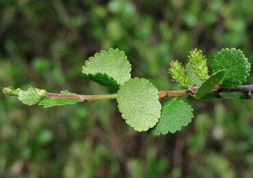 Petua dan petua untuk menanam birch kerdil di kebun