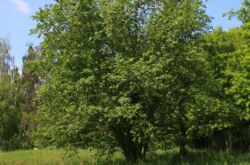 Alder berwarna kelabu. Foto dan keterangan