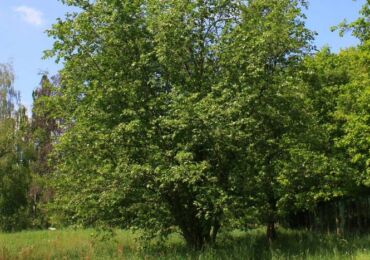 Alder berwarna kelabu. Foto dan keterangan