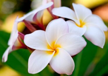 Plumeria. Vård i hemmet