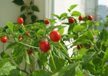 Tomato di ambang tingkap. Cara menanam tomato buatan sendiri