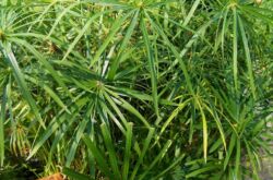 Cyperus växt