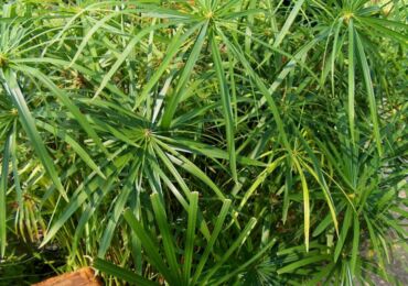 Cyperus växt