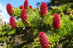 Ayan spruce. Foto dan perihalan varieti. Picea jezoensis