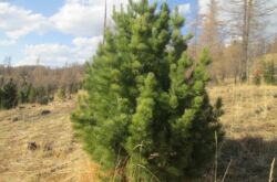 Cedar pain Siberia. Foto dan keterangan. Penanaman dan penjagaan, penyakit pokok