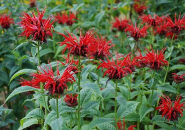 Monarda