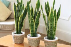 Sansevieria