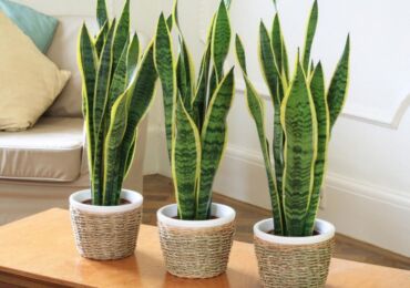 Sansevieria