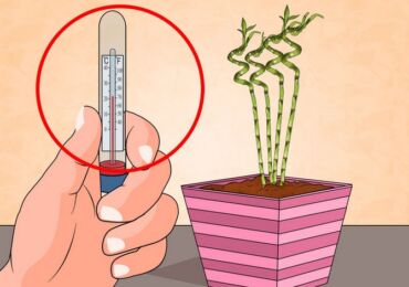 Temperatur för inomhusplantor