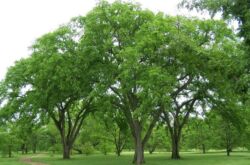 Pokok elm licin. Seperti apa dalam foto, keterangan daun