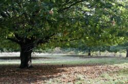 Kastanye Amerika - pokok taman yang popular