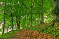 Pokok beech hutan. Foto, keterangan dan sifat