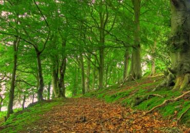 Pokok beech hutan. Foto, keterangan dan sifat