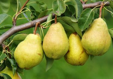 Pir biasa. Pokok buah-buahan