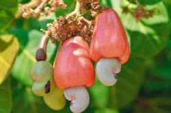 Hur man odlar ett cashewträd ordentligt