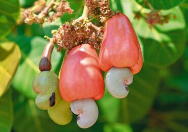 Hur man odlar ett cashewträd ordentligt