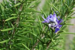 Rosemary. Berkembang di rumah