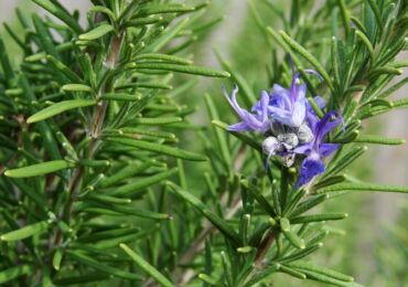 Rosemary. Berkembang di rumah