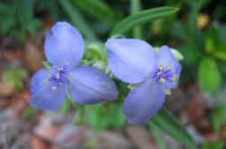 Tradescantia är trädgård. Omvårdnad och reproduktion. Läkande egenskaper