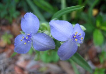 Tradescantia är trädgård. Omvårdnad och reproduktion. Läkande egenskaper