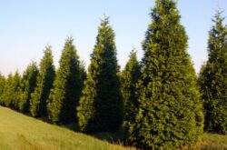 Thuja vikta eller jätte. Bilder och sorter av thuja barrträd