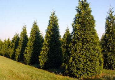 Thuja vikta eller jätte. Bilder och sorter av thuja barrträd