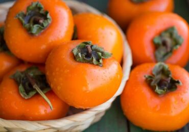 Persimmon. Tumbuh dari tulang. Foto dan keterangan