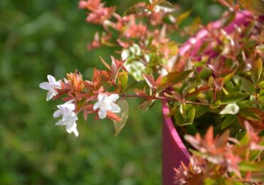 Abelia