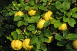 Pokok quince. Penerangan mengenai buah quince. Bunga quince semak berbunga di foto