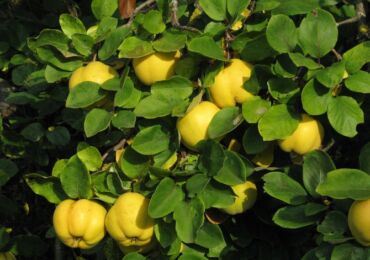 Pokok quince. Penerangan mengenai buah quince. Bunga quince semak berbunga di foto