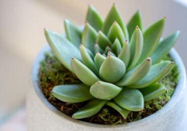 Echeveria